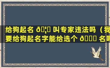 给狗起名 🦊 叫专家违法吗（我要给狗起名字能给选个 🐎 名吗）